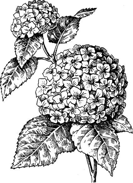 Скетч гортензия метельчатая