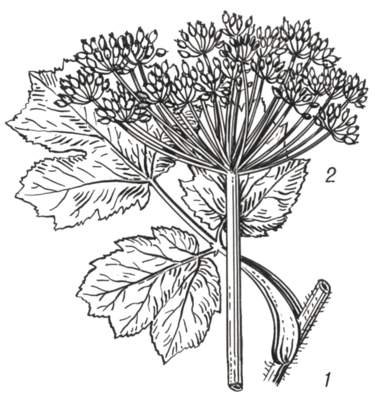 Борщевик Сосновского