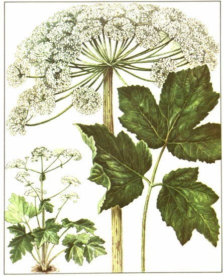 Болиголов крапчатый ядовитый