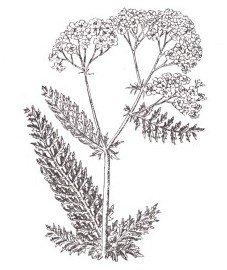 Борщевик Сосновского рисунок