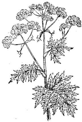 Борщевик Сосновского