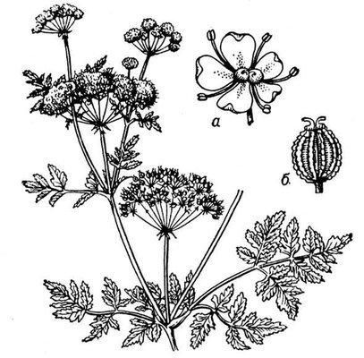 Цикута и борщевик