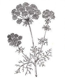 Борщевик Ботаническая