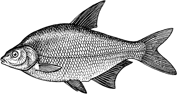 Контур рыбы лещ