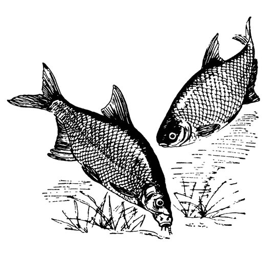 Лещ черно белый