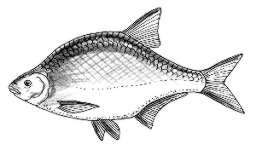 Лещ раскраска