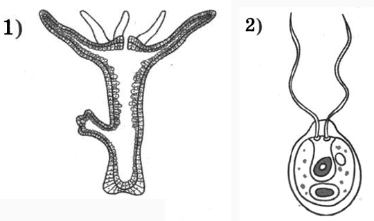 Гидра Кишечнополостные рисунок