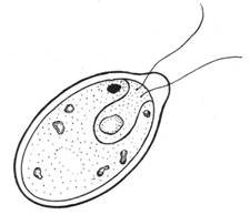 Хламидомонада одноклеточная рисунок