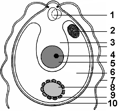 Хламидомонада строение клетки рисунок