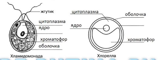 Строение клеток зеленых водорослей хлорелла