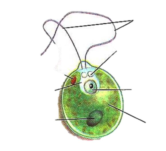 Строение одноклеточной водоросли хламидомонады