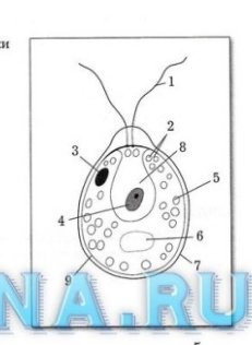 Строение водорослей без подписей