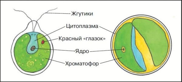 Строение одноклеточной водоросли хлореллы рисунок