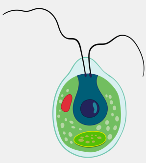 Рисунок водоросли хламидомонада