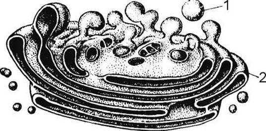 Аппарат Гольджи черно-белый