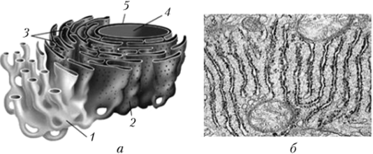 Портер эндоплазматическая сеть