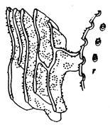 Эндоплазматическая сеть черно белая