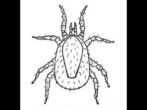 Клещ черно белый