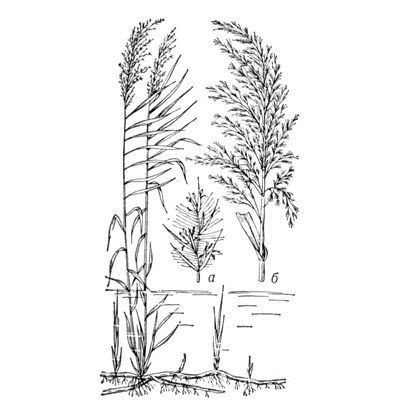 Раскраска камыши