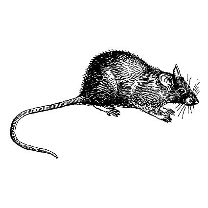 Крыса рисунок