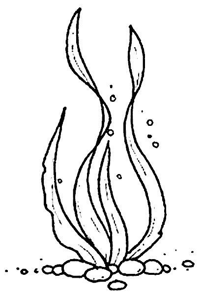 Водоросли для срисовки