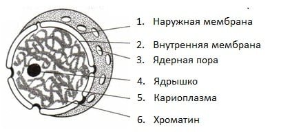Строение ядра клетки рисунок