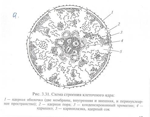 Схема строения ядра клетки