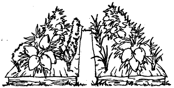 Декоративный огород эскиз