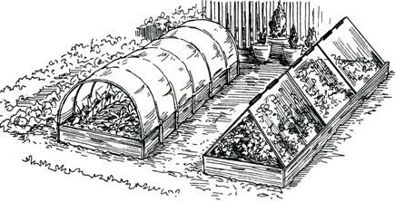 Рисование цветы на клумбе