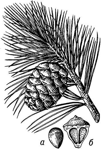 Сосна Кедровая Сибирская семена