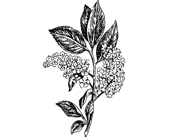 Сирень узор черно белый