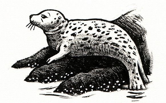 Байкальская Нерпа