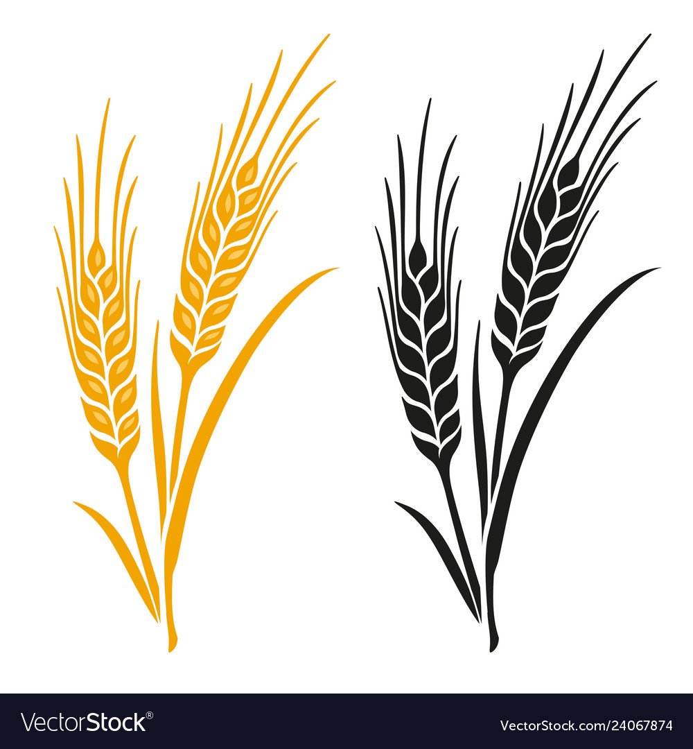Колос пшеницы Графика