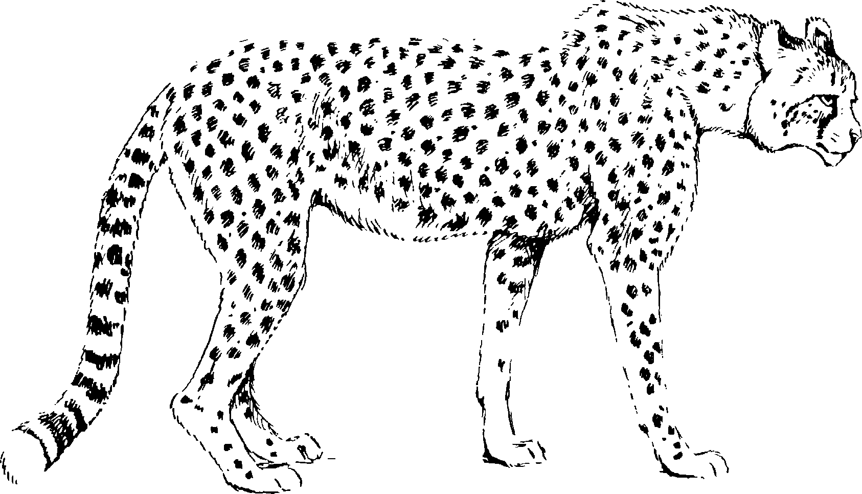 Леопард рисунок для детей карандашом поэтапно легко