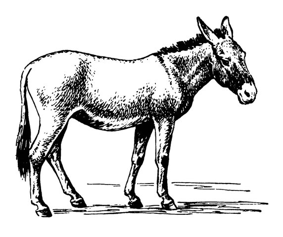 Ослик раскраска для детей