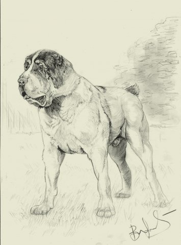 Среднеазиатская овчарка