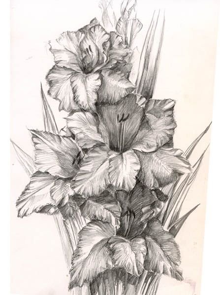 Гладиолус контур