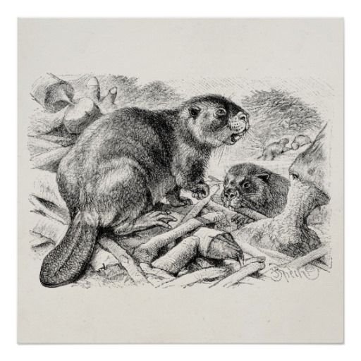 Наброски бобра