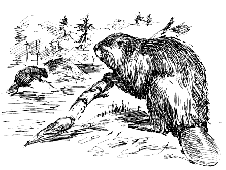 Бобер черно белый