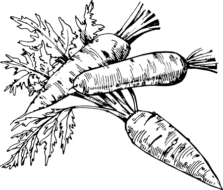 Морковка раскраска