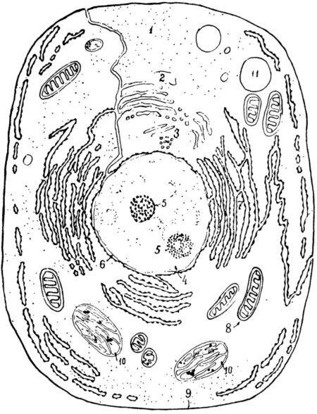 Схема клетки