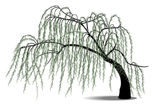 Ива раскраска для детей