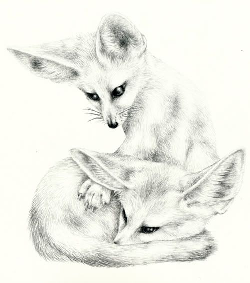 Лисица фенек рисунок