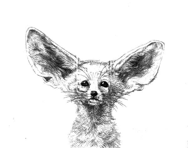 Фенек рисунок карандашом