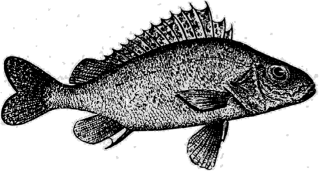 Ерш рыба черно белая