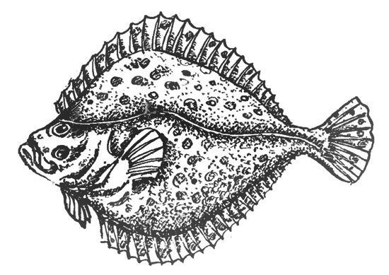 Морской Ерш скорпена