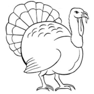 Индюк контур