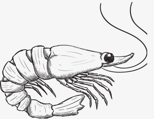 Креветка раскраска