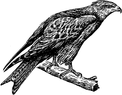 Коршун рисунок