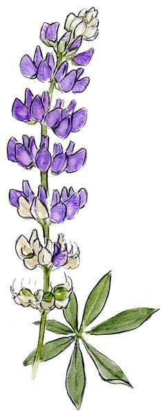 Шалфей цветок раскраска